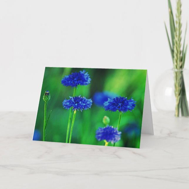Cartão Cornflowers greeting card (Frente)