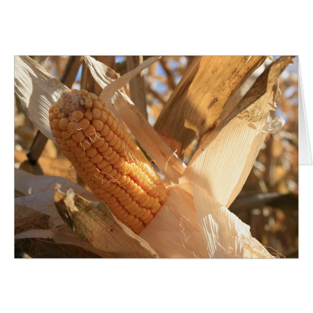 Cartão Corno de Campo no Palco (Frente Horizontal)