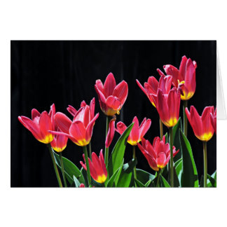 Cartão Coro das tulipas