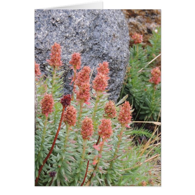 Cartão Coroa do Queens (Frente)