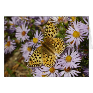 Cartão Coronis Fritillary em Aster Flowers em Grand Teton