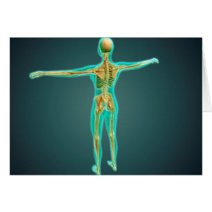 Cartão Corpo humano que mostra o sistema esqueletal,