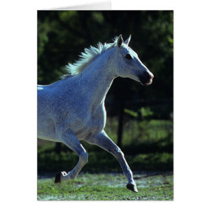 Cartão Corredor do garanhão do puro-sangue