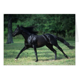 Cartão Corredor do puro-sangue