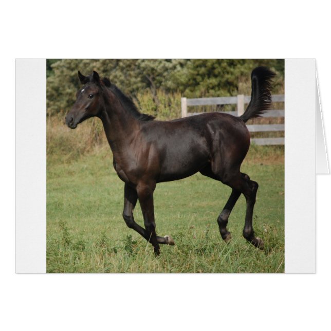 Cartão Corrente-Cavalo-2 (Frente Horizontal)