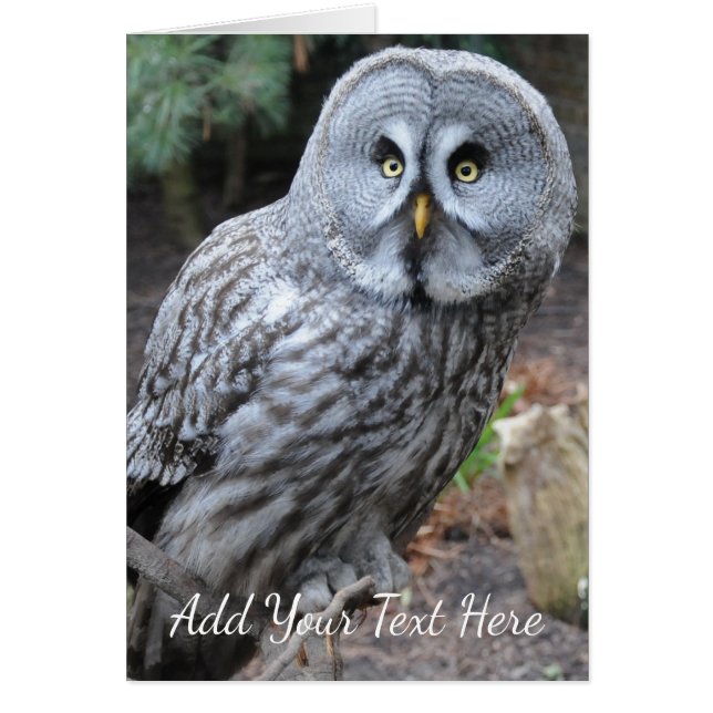 Cartão Coruja (Frente)