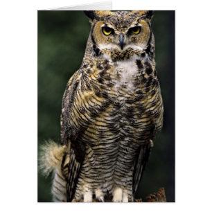 Cartão Coruja-americana (Bubo virginianus), corpo inteiro