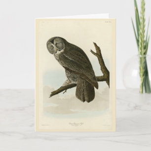Cartão Coruja Cinereosa excelente das Aves de Audubon da 
