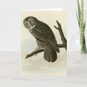 Cartão Coruja Cinereosa excelente das Aves de Audubon da