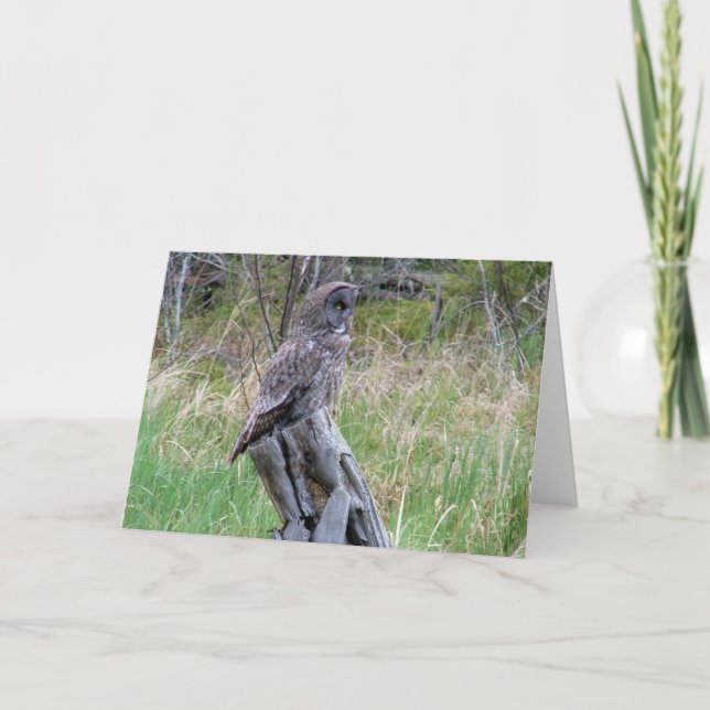 Cartão Coruja de Cinzas excelentes na Natureza (Frente)