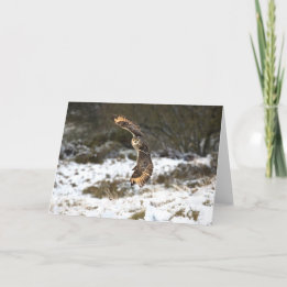 Cartão Coruja de Eagle em vôo