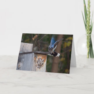 Cartão Coruja-de-Frisa Abusada por Blue Jay