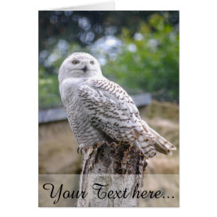 Cartão Coruja de neve