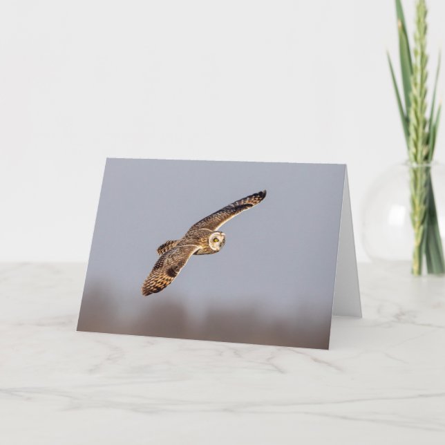 Cartão Coruja-de-orelha-curta no Shawangunk Grasslands (Frente)