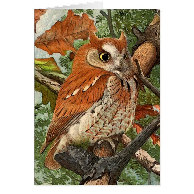 Cartão Coruja de Screech (fase marrom) (Frente)