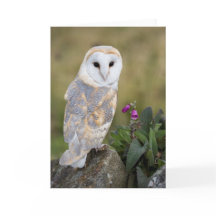 Coruja e Foxglove de celeiro