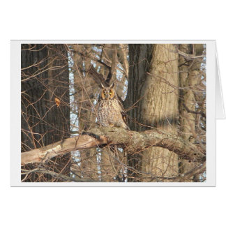 Cartão Coruja excelente