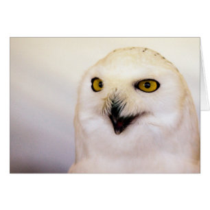 Cartão coruja nevado