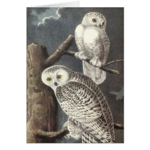 Cartão Coruja nevado, John Audubon