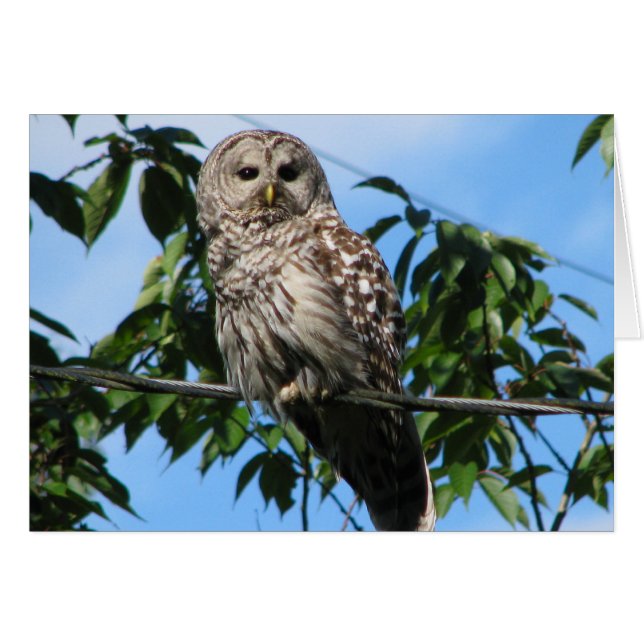 Cartão Coruja no fio (Frente horizontal)