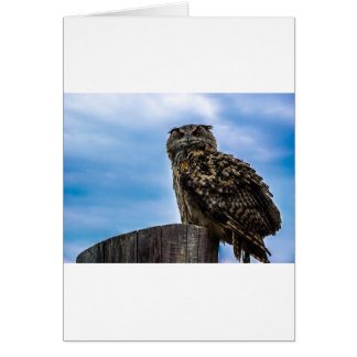 Cartão Coruja Pássaros Natureza Animal Destino Paz Amor