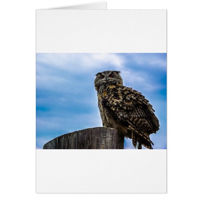 Cartão Coruja Pássaros Natureza Animal Destino Paz Amor (Frente)