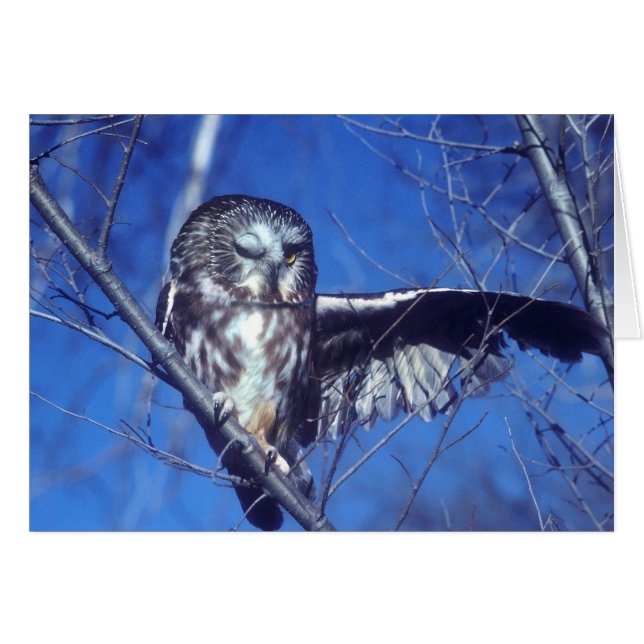 Cartão Coruja Winking (Frente Horizontal)