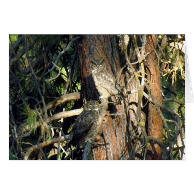 Cartão Corujas (Frente horizontal)