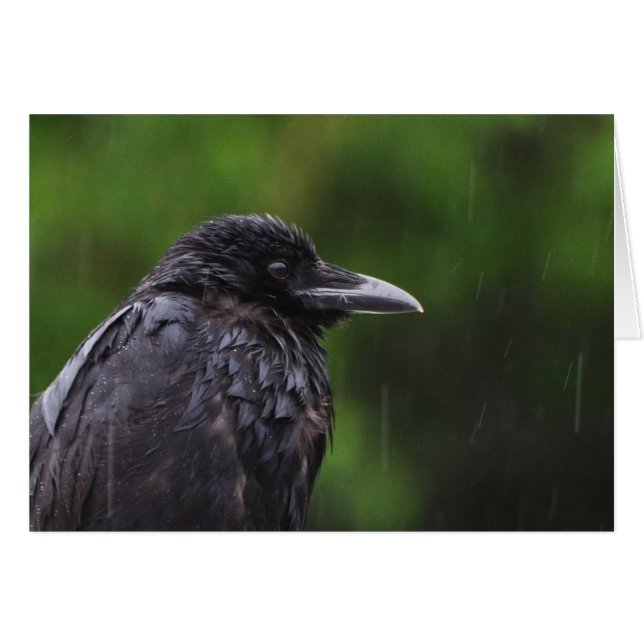 Cartão Corvo ou Raven na Chuva (Frente Horizontal)