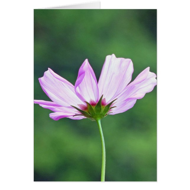 Cartão Cosmos (Frente)