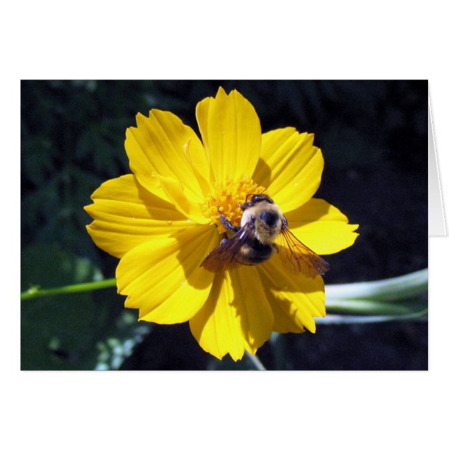 Cartão Cosmos Ataca Bumblebee (Frente Horizontal)