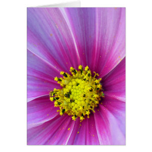 Cartão Cosmos Rosa