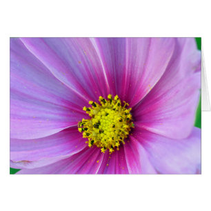 Cartão Cosmos Rosa