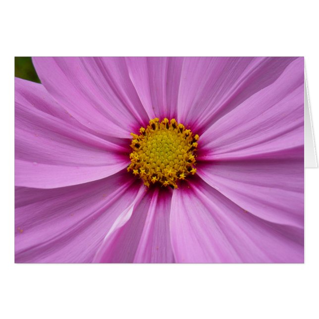 Cartão Cosmos Rosa Flor Silvestre (Frente Horizontal)