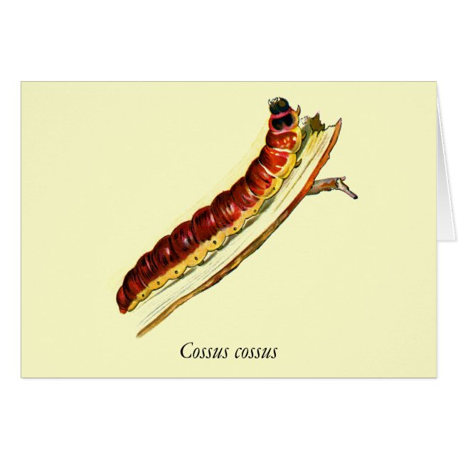 Cartão Cossus cossus caterlenha (Frente Horizontal)