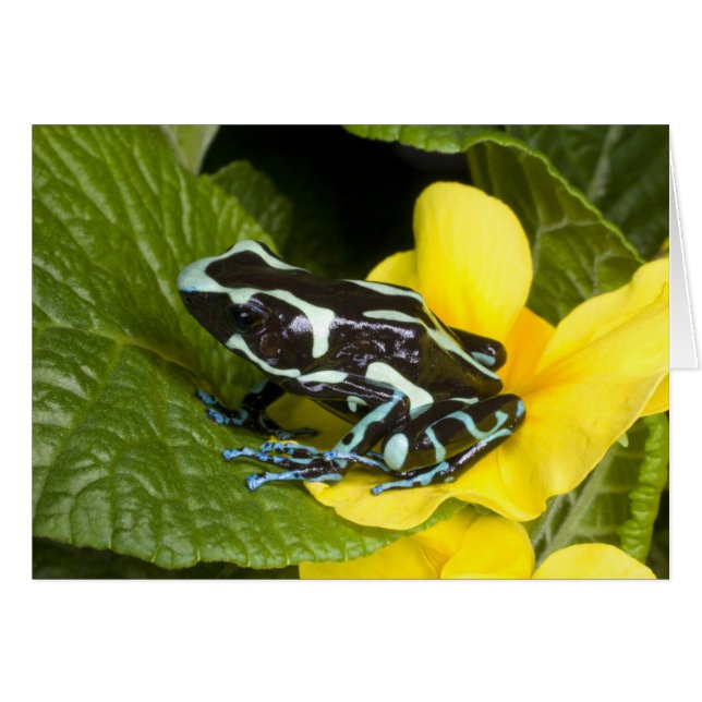 Cartão Costa Rica, Península de Osa (Frente Horizontal)