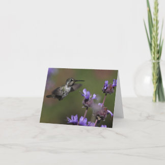 Cartão Costa’s Hummingbird - Joe Sweeney - card