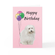 Coton De Tulear com Balões Feliz Aniversário