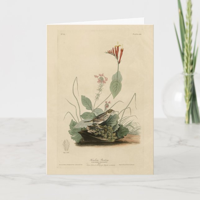 Cartão Cotovelo de Henslow (Sparrow), Audubon Birds Ameri (Frente)
