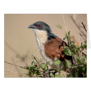 Cartão Coucal de Burchell