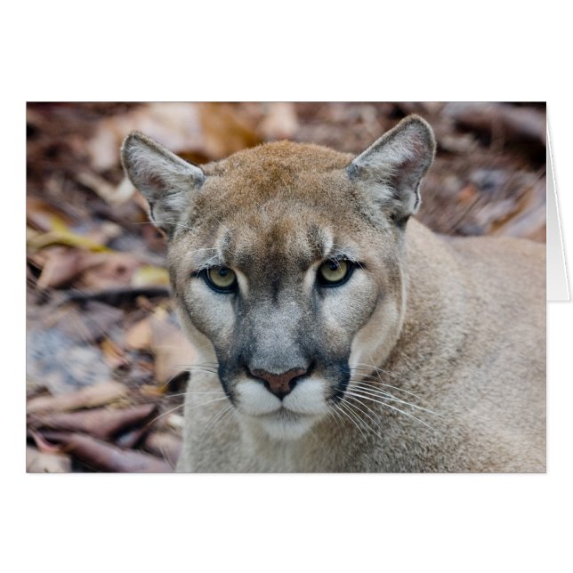 Cartão Cougar, leão da montanha, Puma da Flórida (Frente Horizontal)