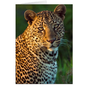 Cartão Couve-Cheio (Panthera Pardus)