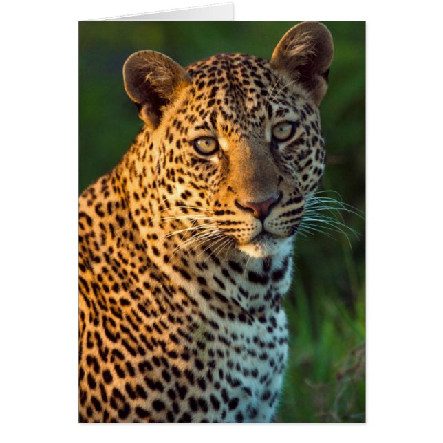 Cartão Couve-Cheio (Panthera Pardus) (Frente)