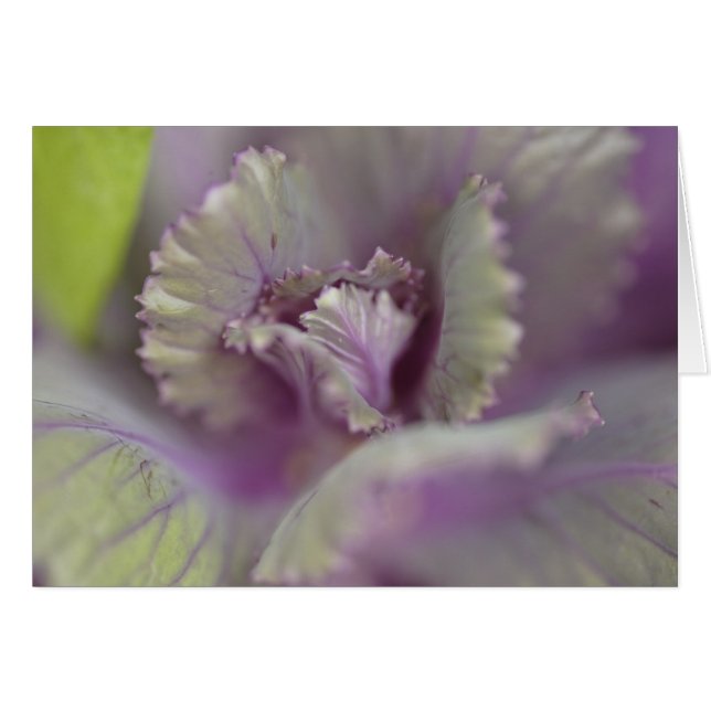 Cartão Couve decorativa (Frente Horizontal)