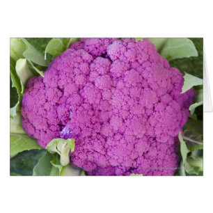 Cartão Couve-flor roxa para a venda
