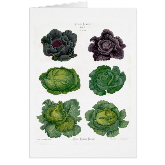 Cartão Couves (Frente)