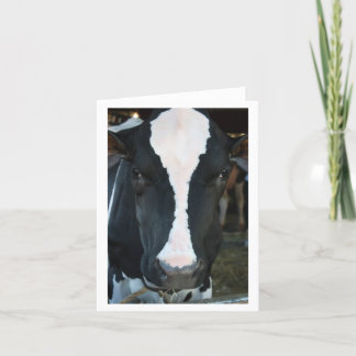 Cartão Cow Blank Card