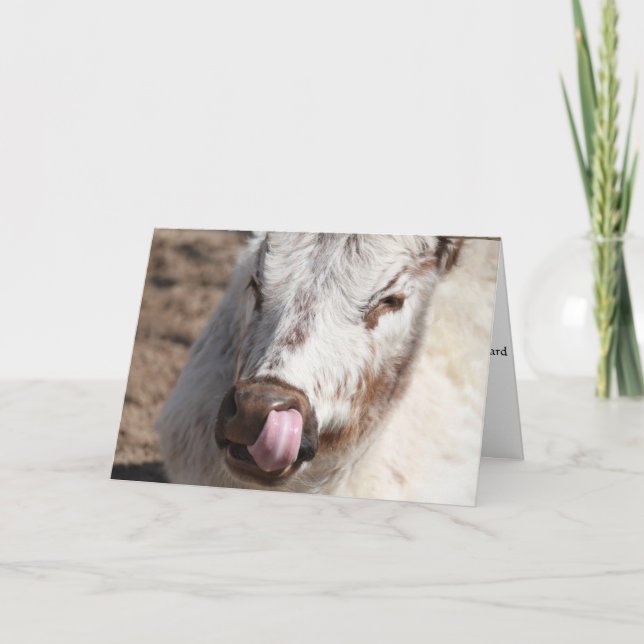 Cartão Cow Picking Nose Greeting Card (Frente)