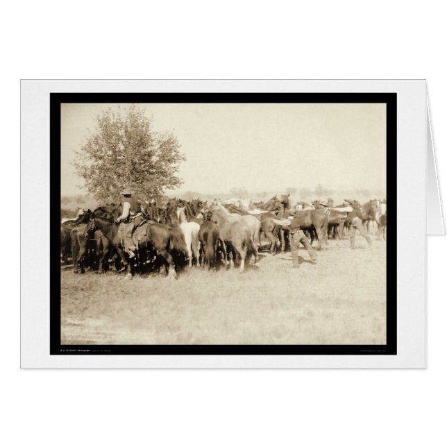 Cartão Cowboys Roping a Herd of Horses SD 1887 (Frente Horizontal)