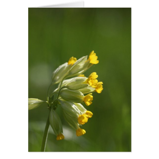 Cartão Cowslip (Primula veris) (Frente)